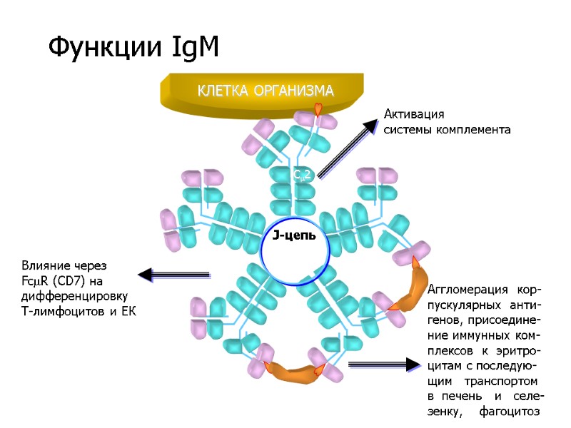 J-цепь Активация системы комплемента C2 Аггломерация  кор- пускулярных  анти- генов, присоедине- ние